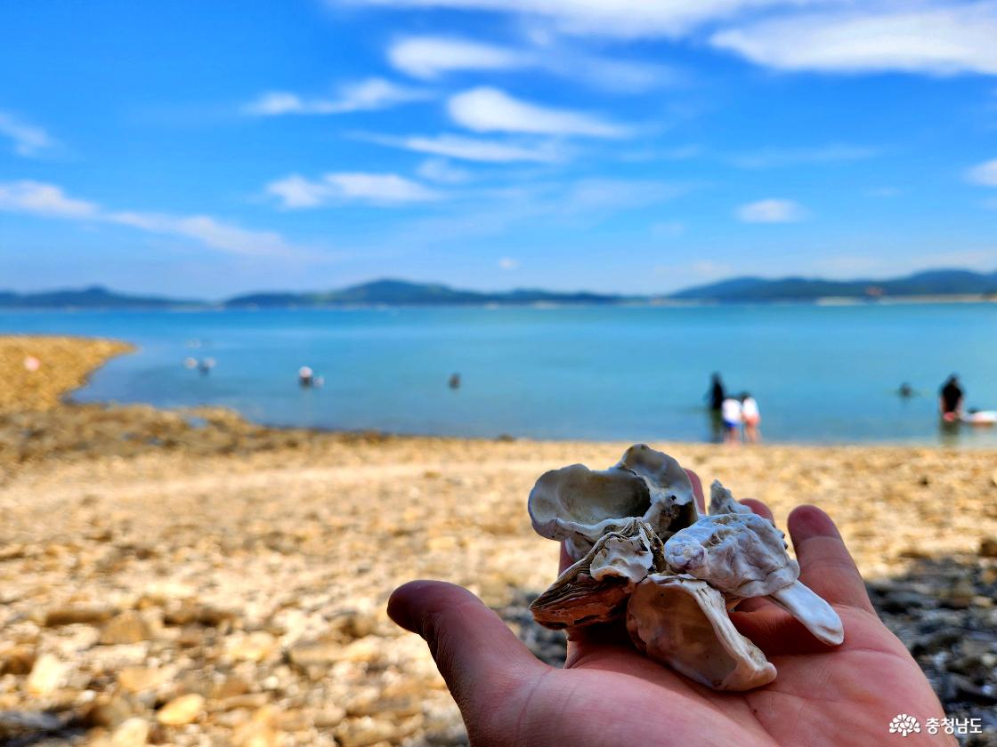 민어도 해변 굴껍데기