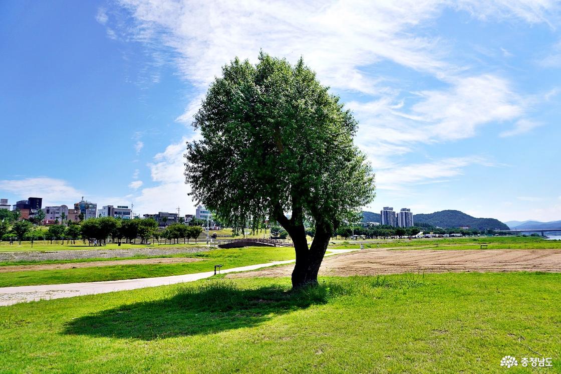 공주 금강신관공원 미르섬