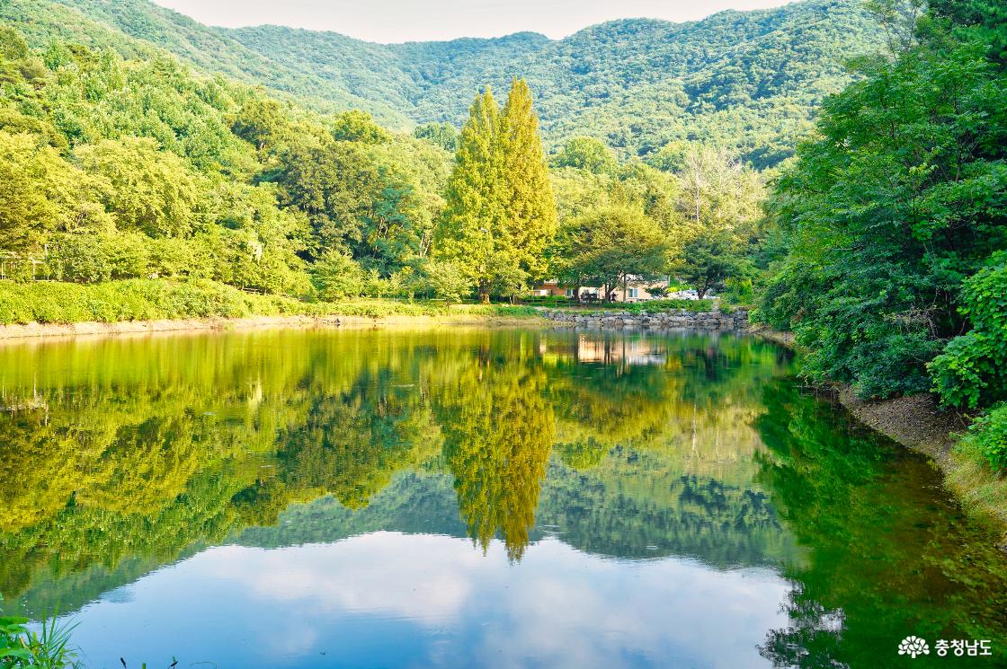 저수지 끝자락에 자리한 메타세콰이어 두 그루