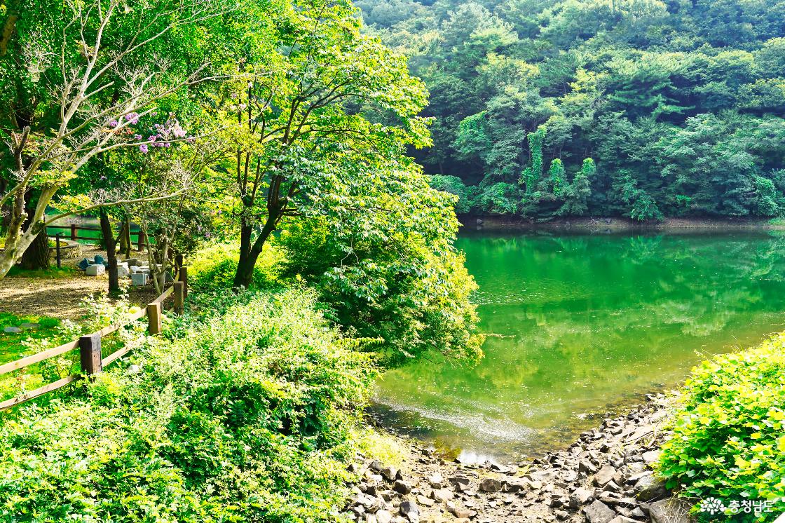주변의 초록이 물든 저수지