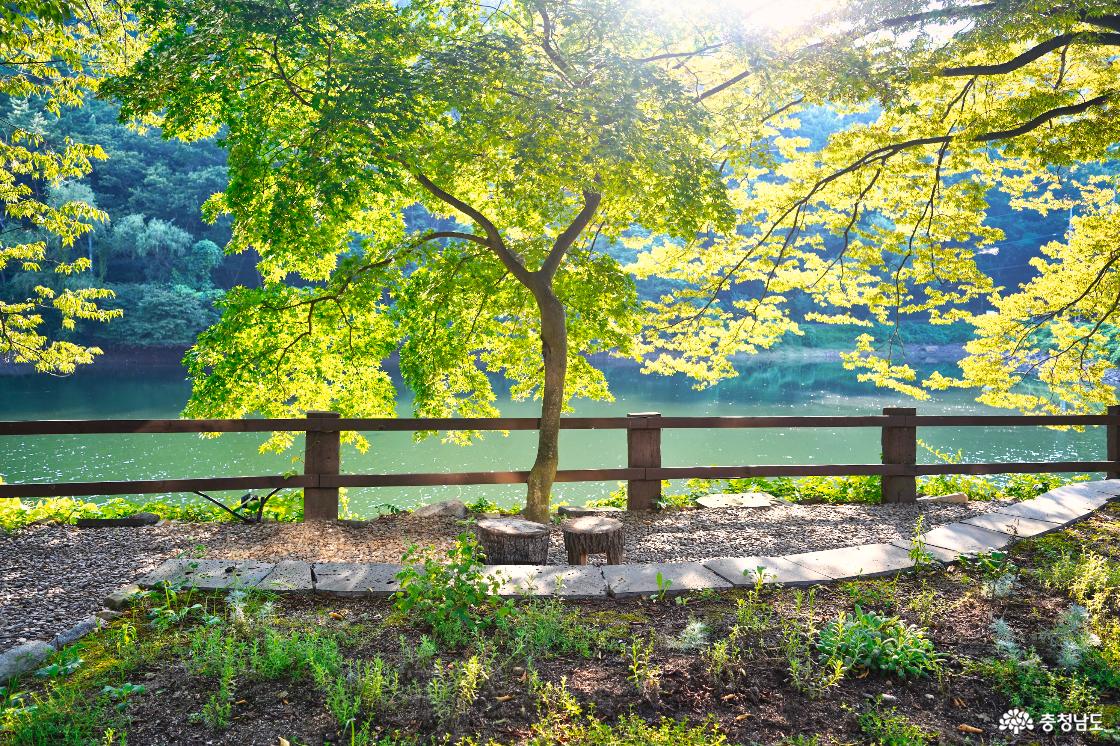 빛이 잘 들어오는 숲길