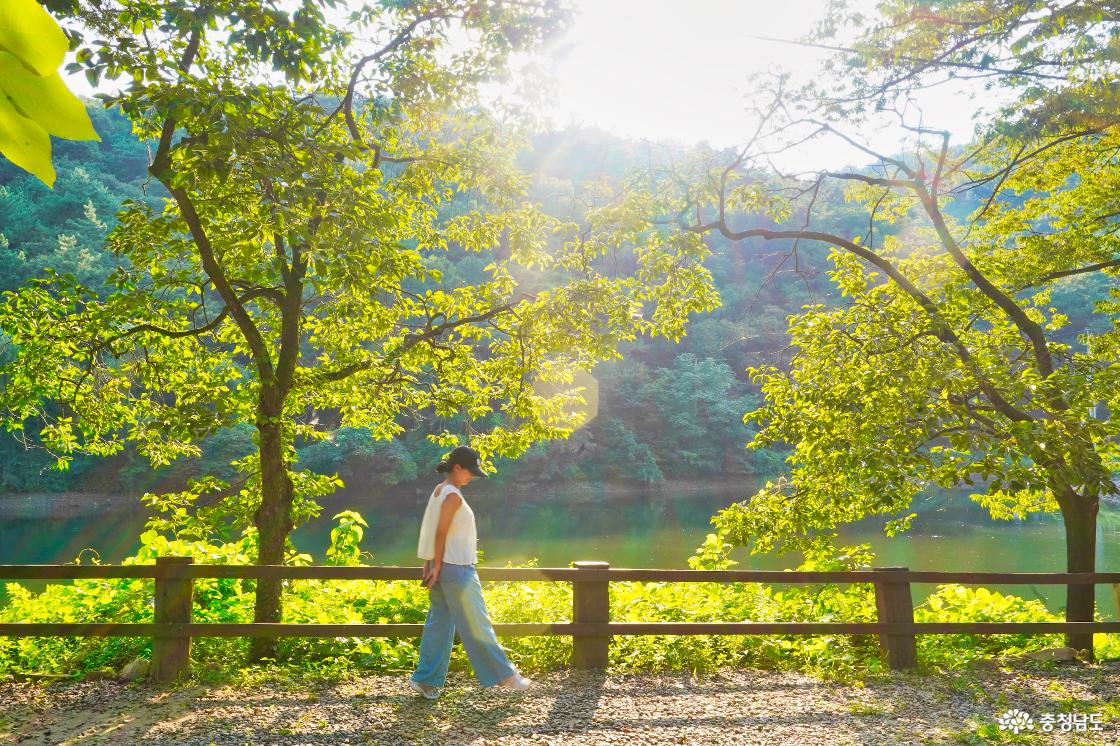 빛이 잘 들어오는 숲길