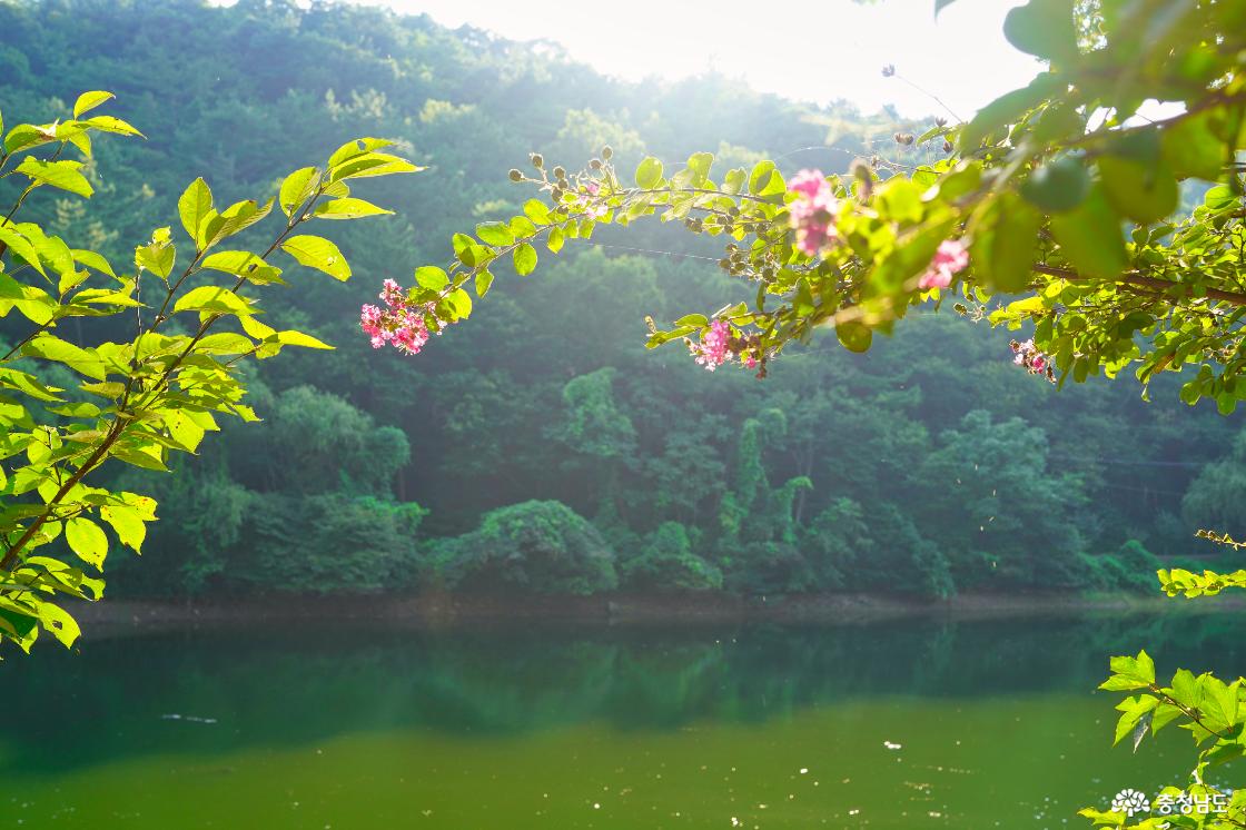 꽃이 핀 저수지
