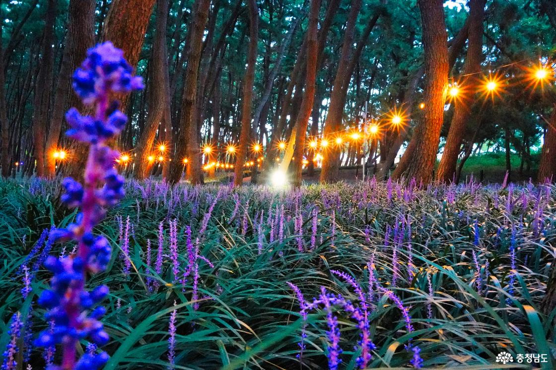 조명이 하나 둘 켜진 맥문동 군락지