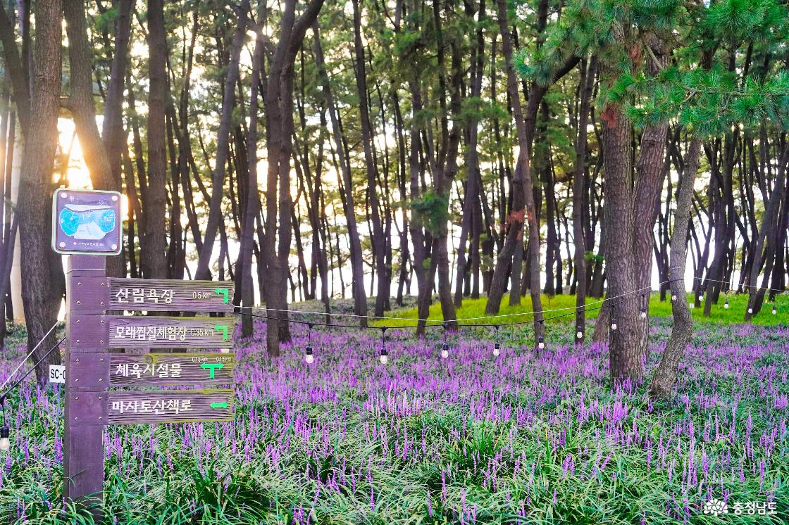 노을 질 무렵 맥문동 군락지