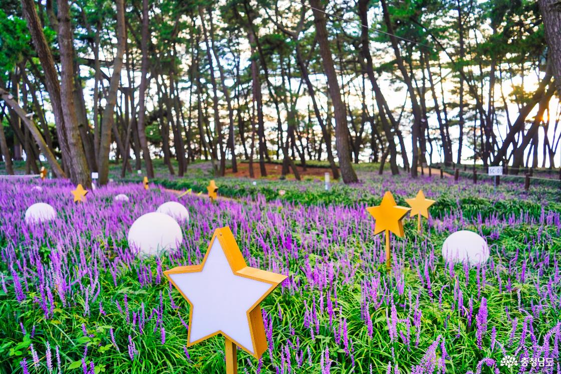 맥문동 군락지 포토존