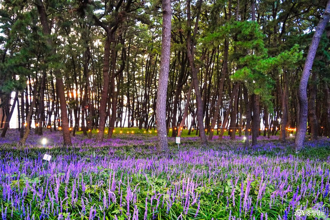 보랏빛 물결의 맥문동 숲길