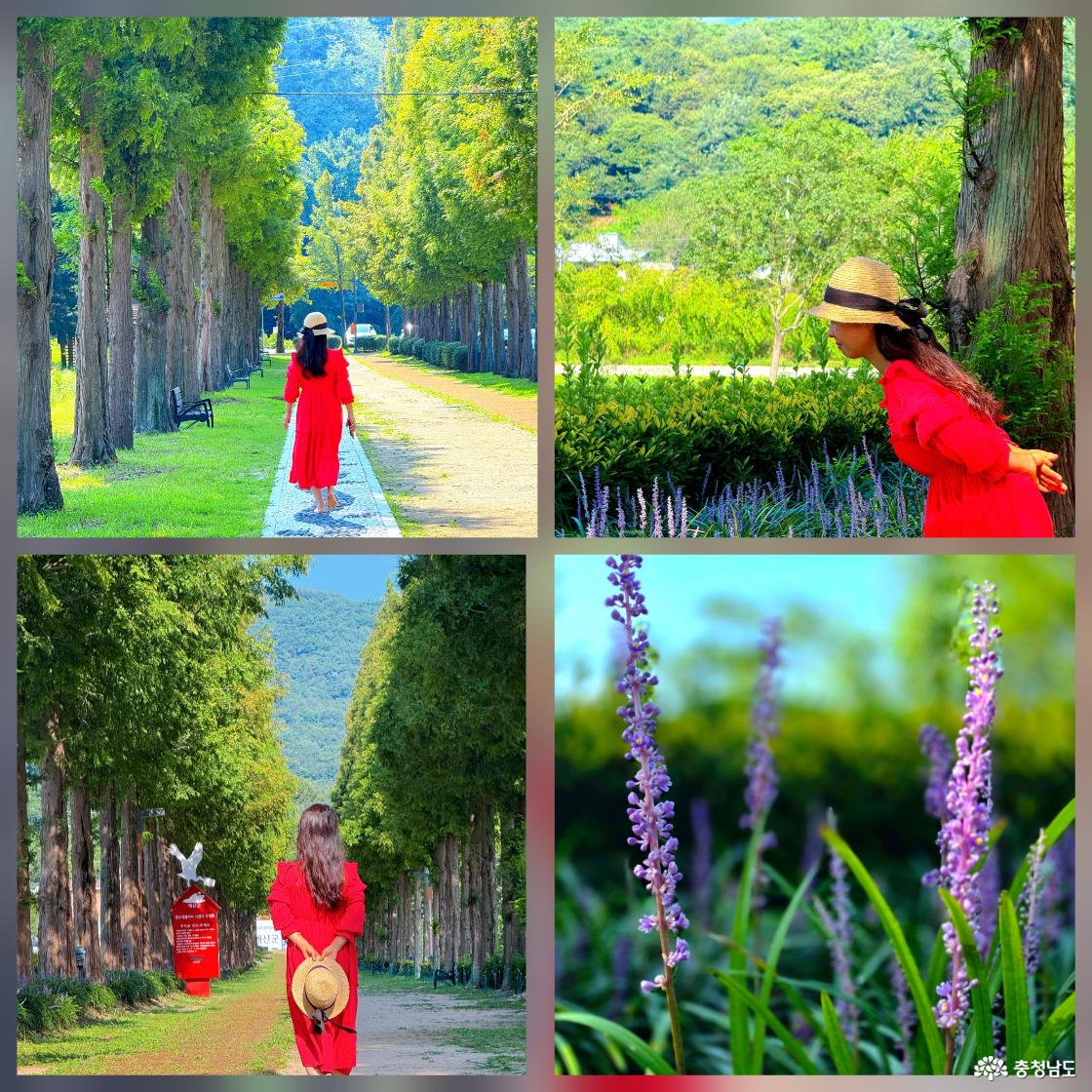 예산 예산 메타세쿼이아길을 방문한 방문객과 풍경을 담은 사진입니다.