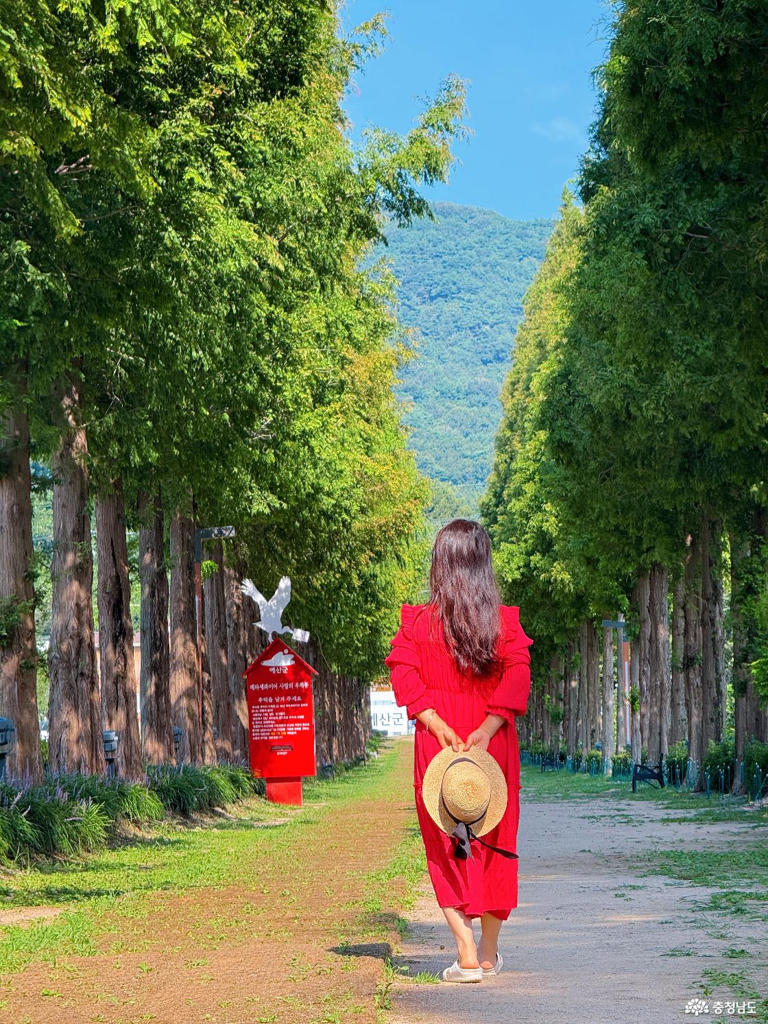 예산 메타세쿼이아길을 방문한 방문객과 풍경을 담은 사진입니다.
