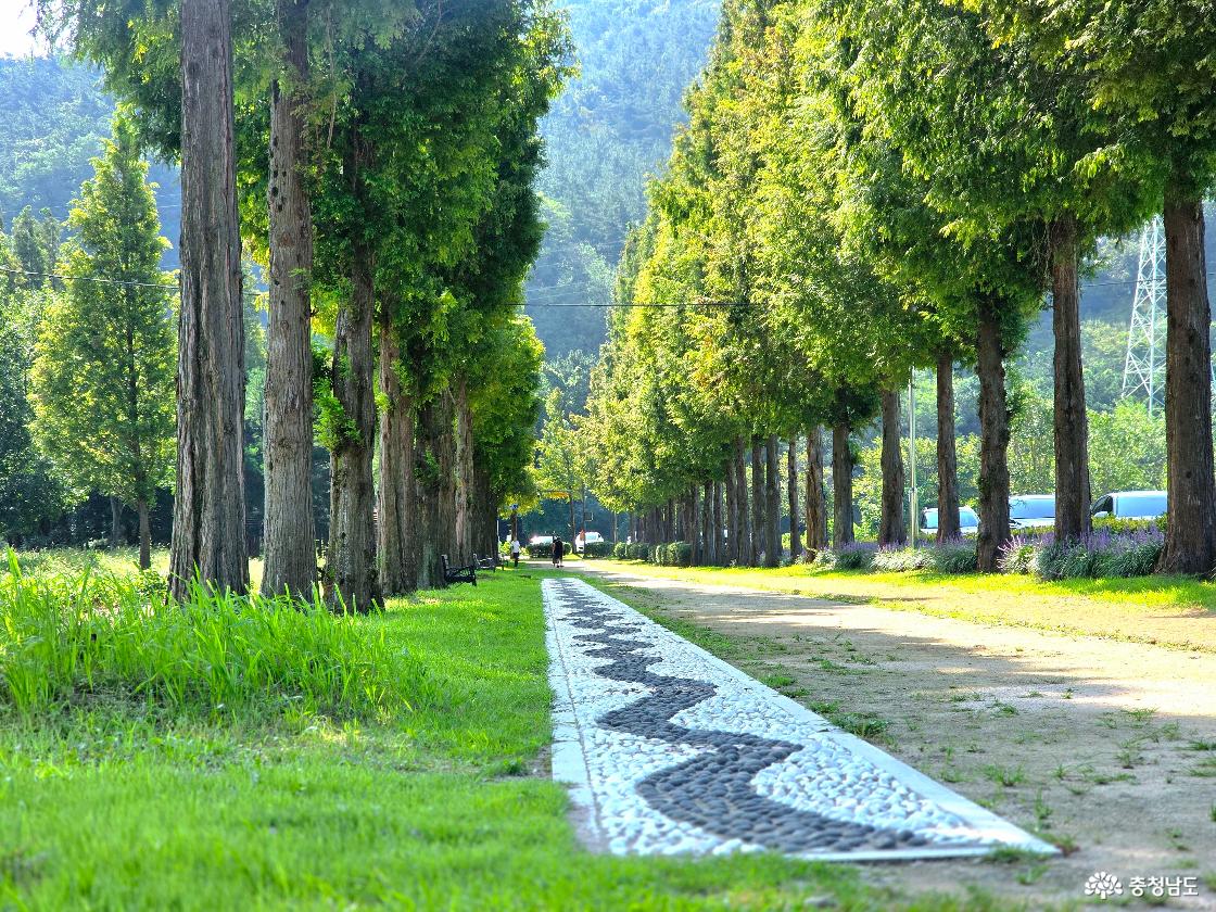 예산 메타세쿼이아길을 담은 풍경 사진입니다.