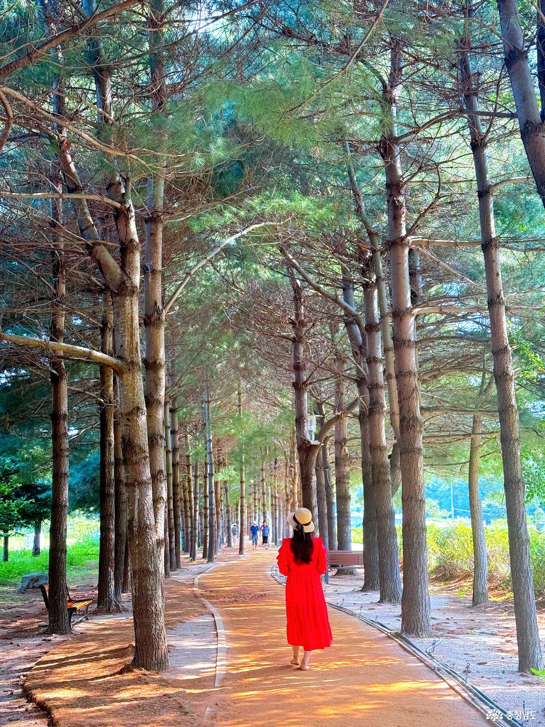 예산 메타세쿼이아길을 방문한 방문객과 풍경을 담은 사진입니다.