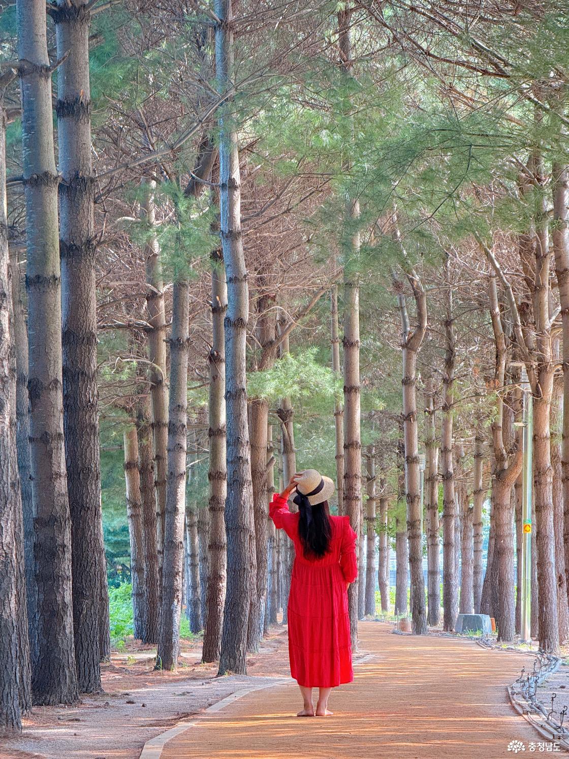 예산 메타세쿼이아길을 방문한 방문객과 풍경을 담은 사진입니다.