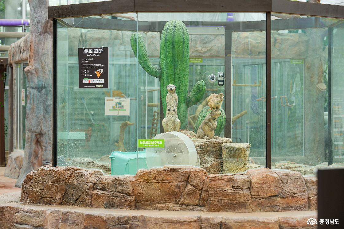 검은꼬리프레리도그의 모습