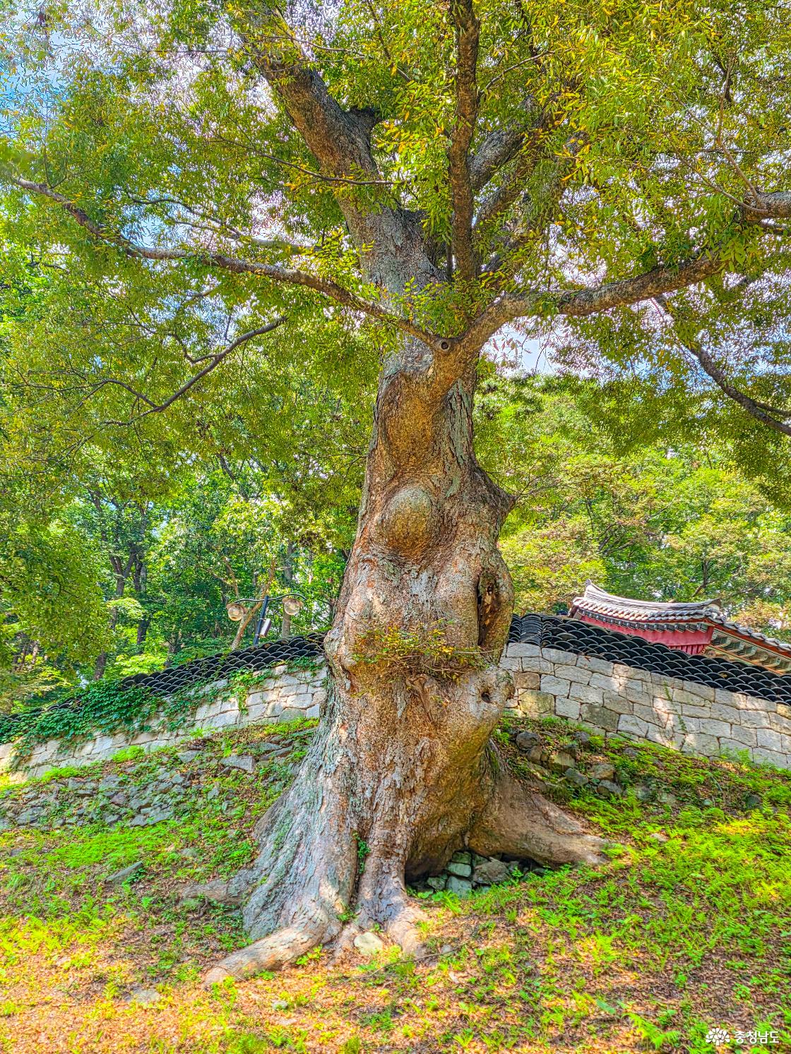  11 수령 900년느티나무 보호수