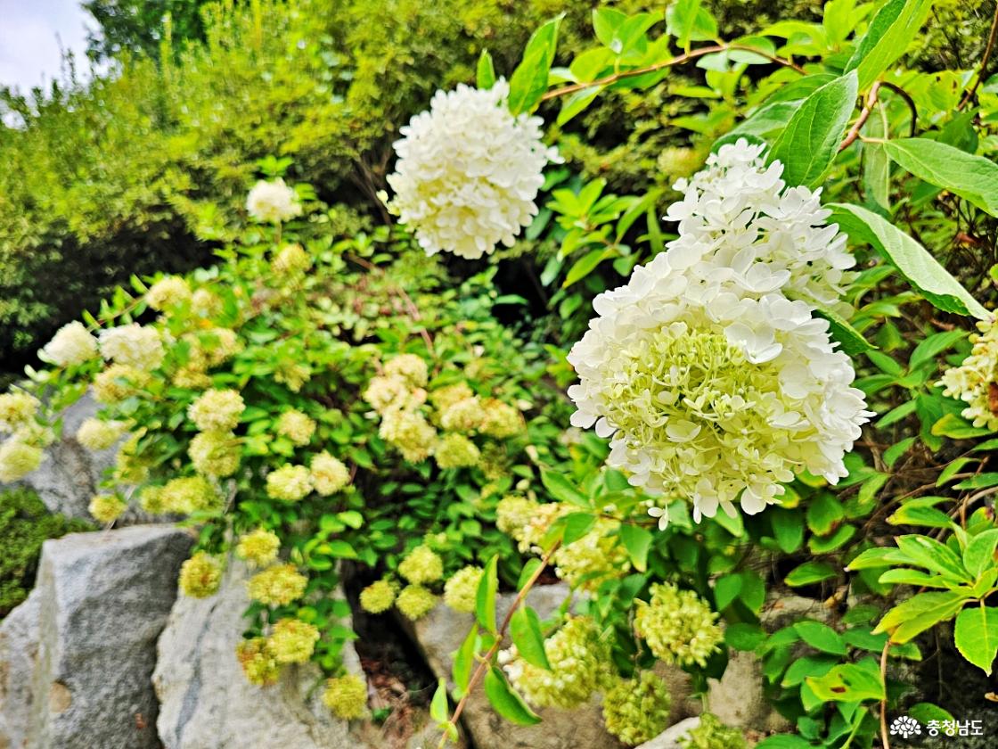 목수국 핀 경내