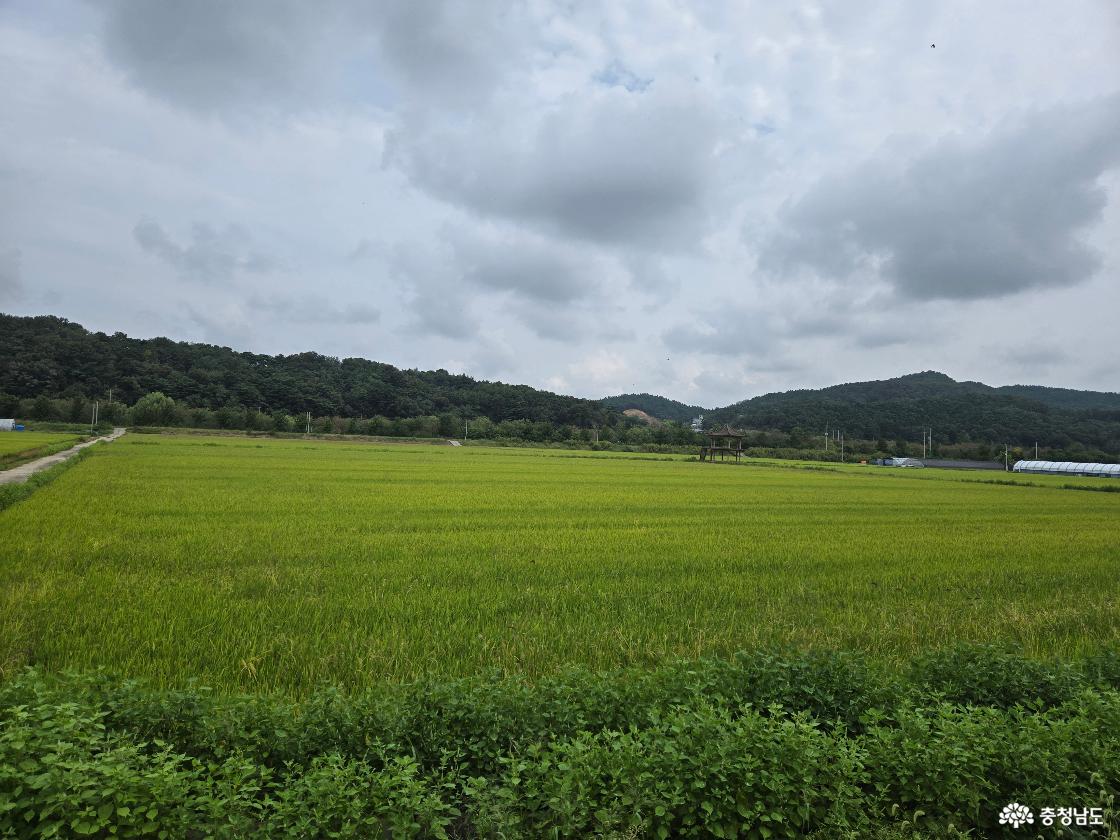 레일바이크 옆 시골 풍경