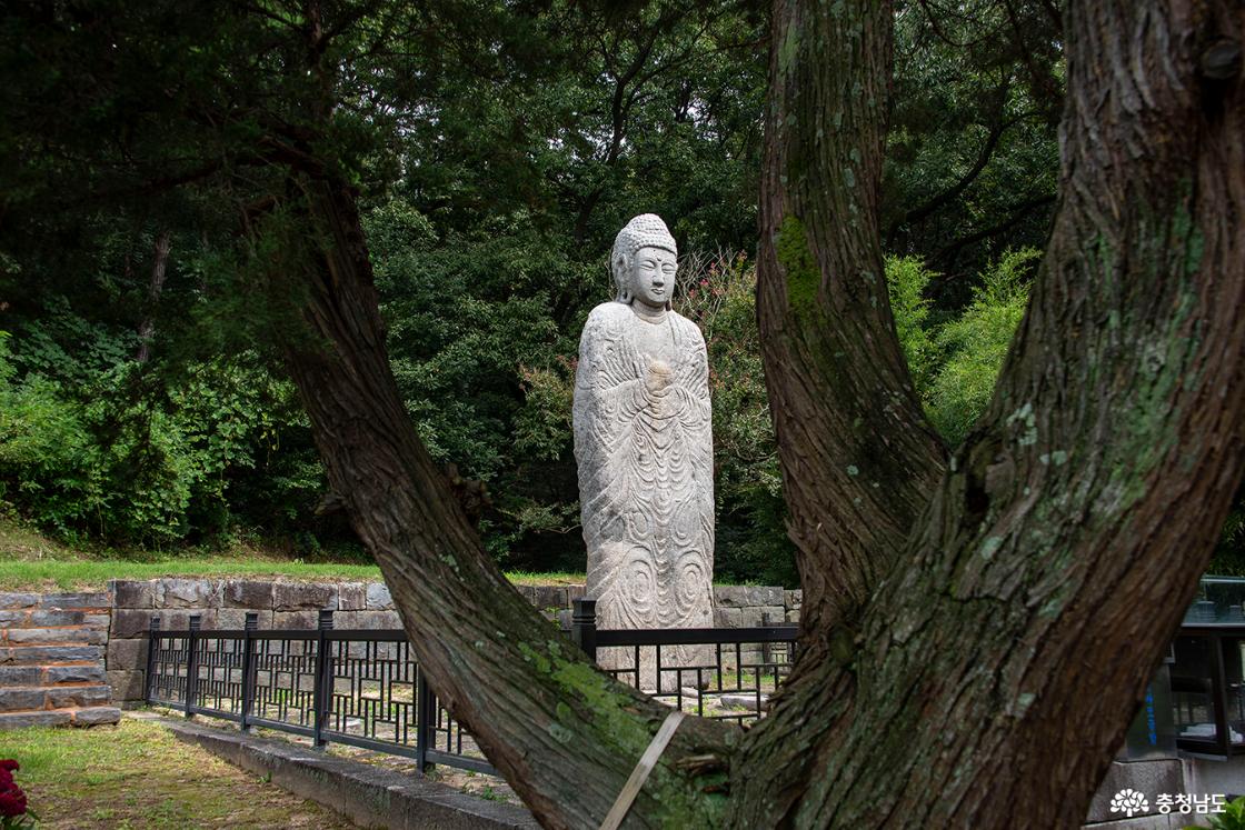 큰 나무 줄기 사이로 보이는 평촌리 석조약사여래입상