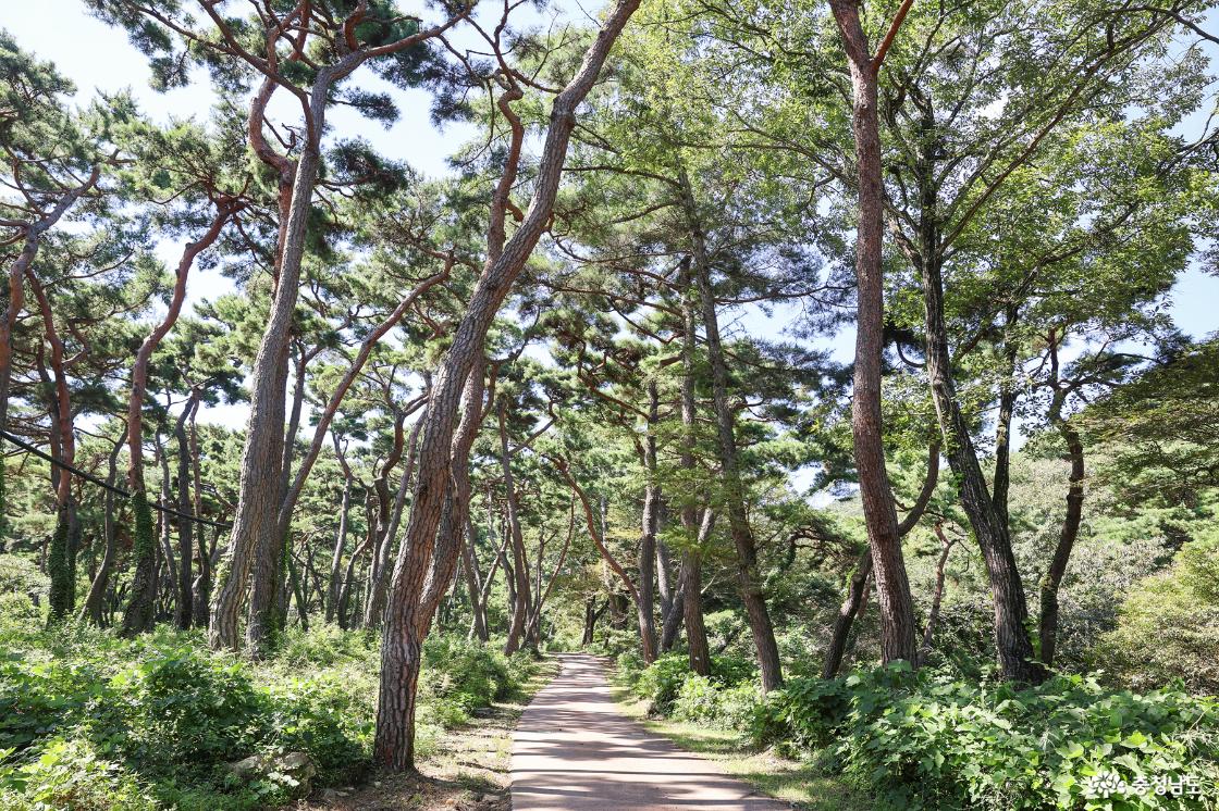 천년의 숲길