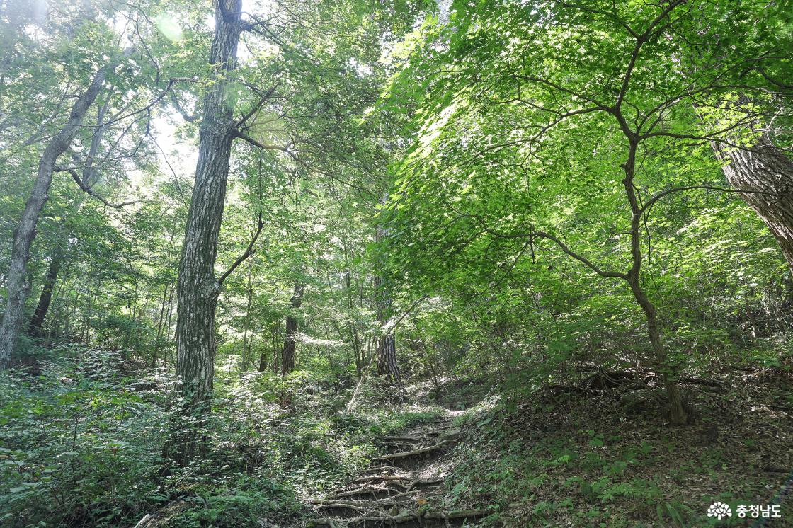 숲길