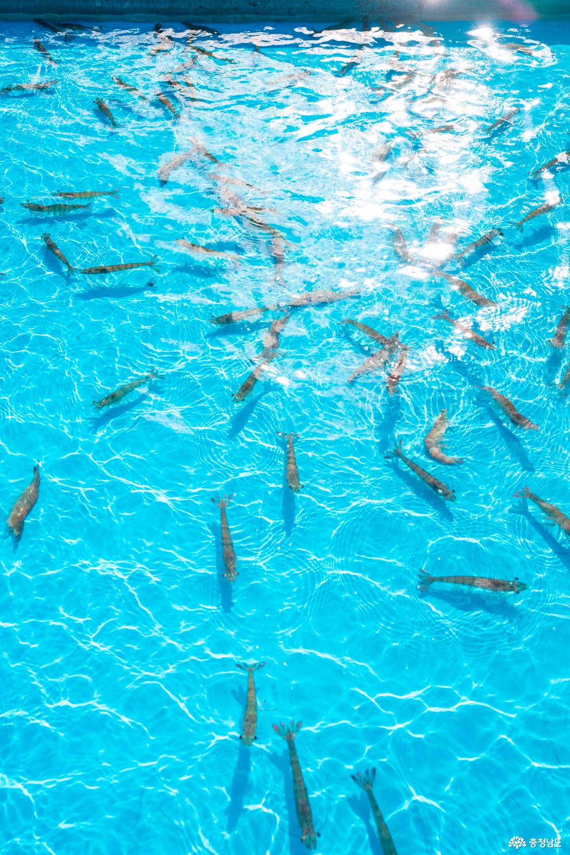 홍성 내포 캠핑장 대하잡이 이벤트 소개