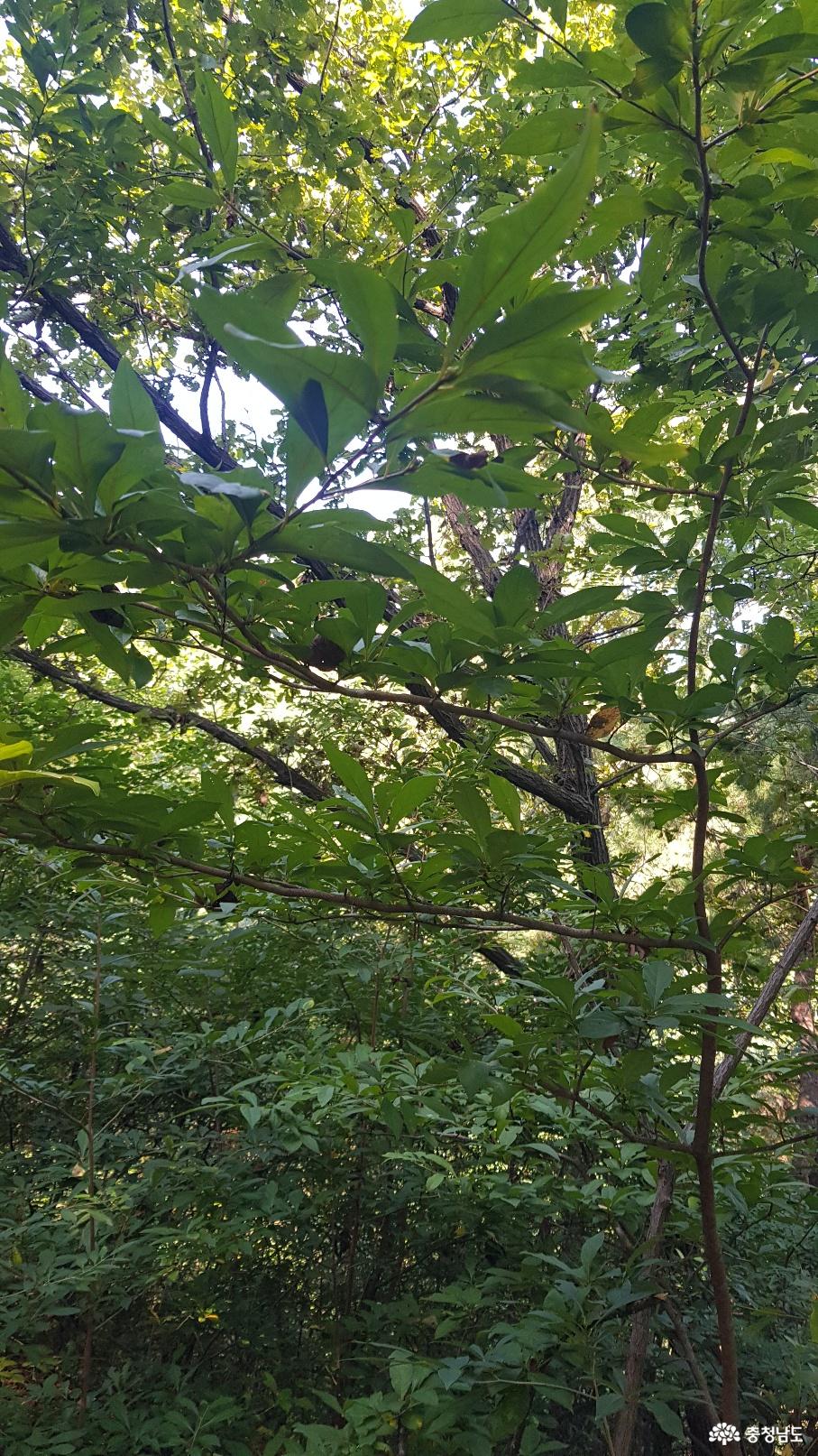 천안 태악산 치유의 숲