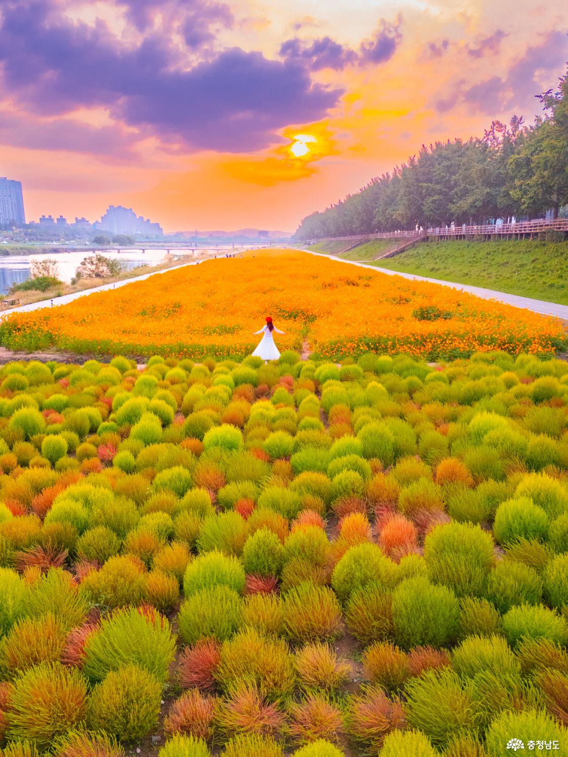 아산 곡교천 은행나무꽃밭