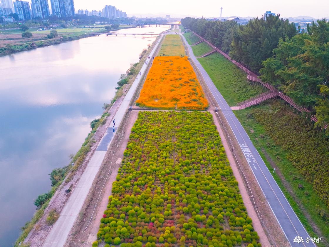 아산 곡교천 은행나무꽃밭