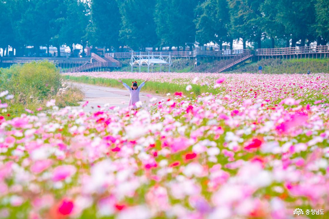 아산 곡교천 은행나무꽃밭