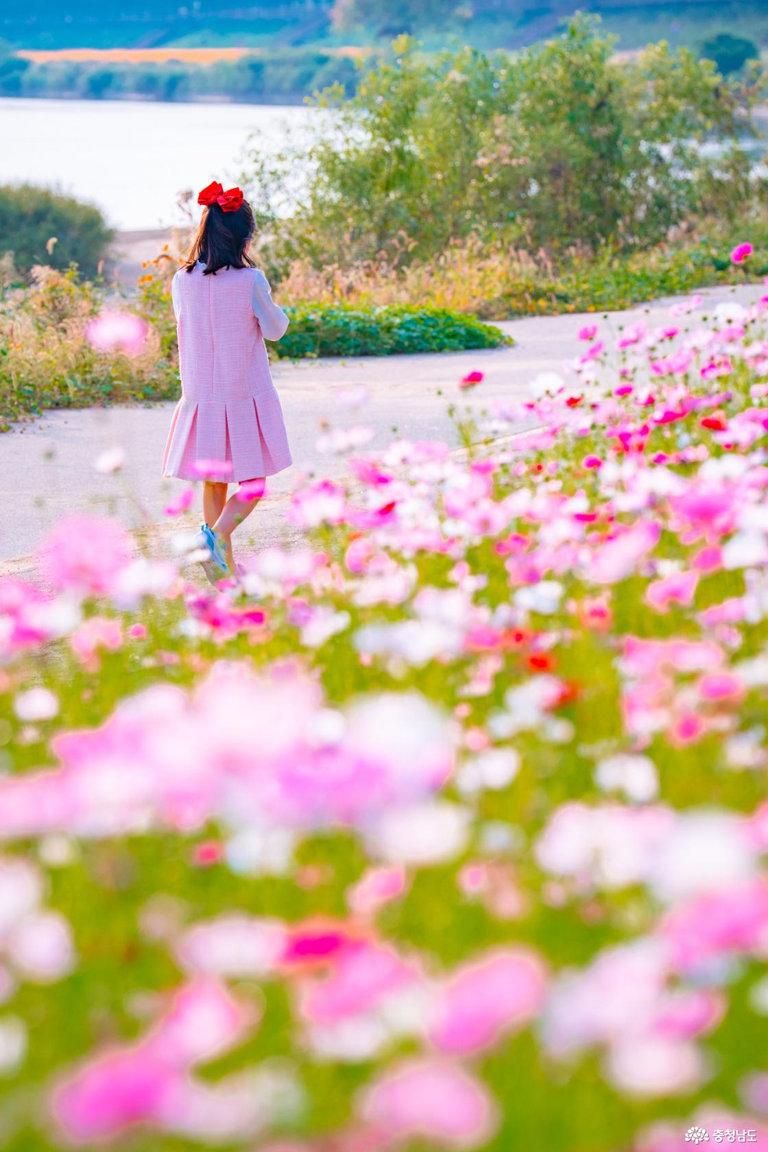 아산 곡교천 은행나무꽃밭