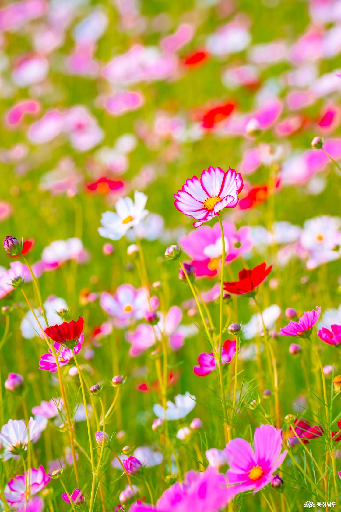 아산 곡교천 은행나무꽃밭