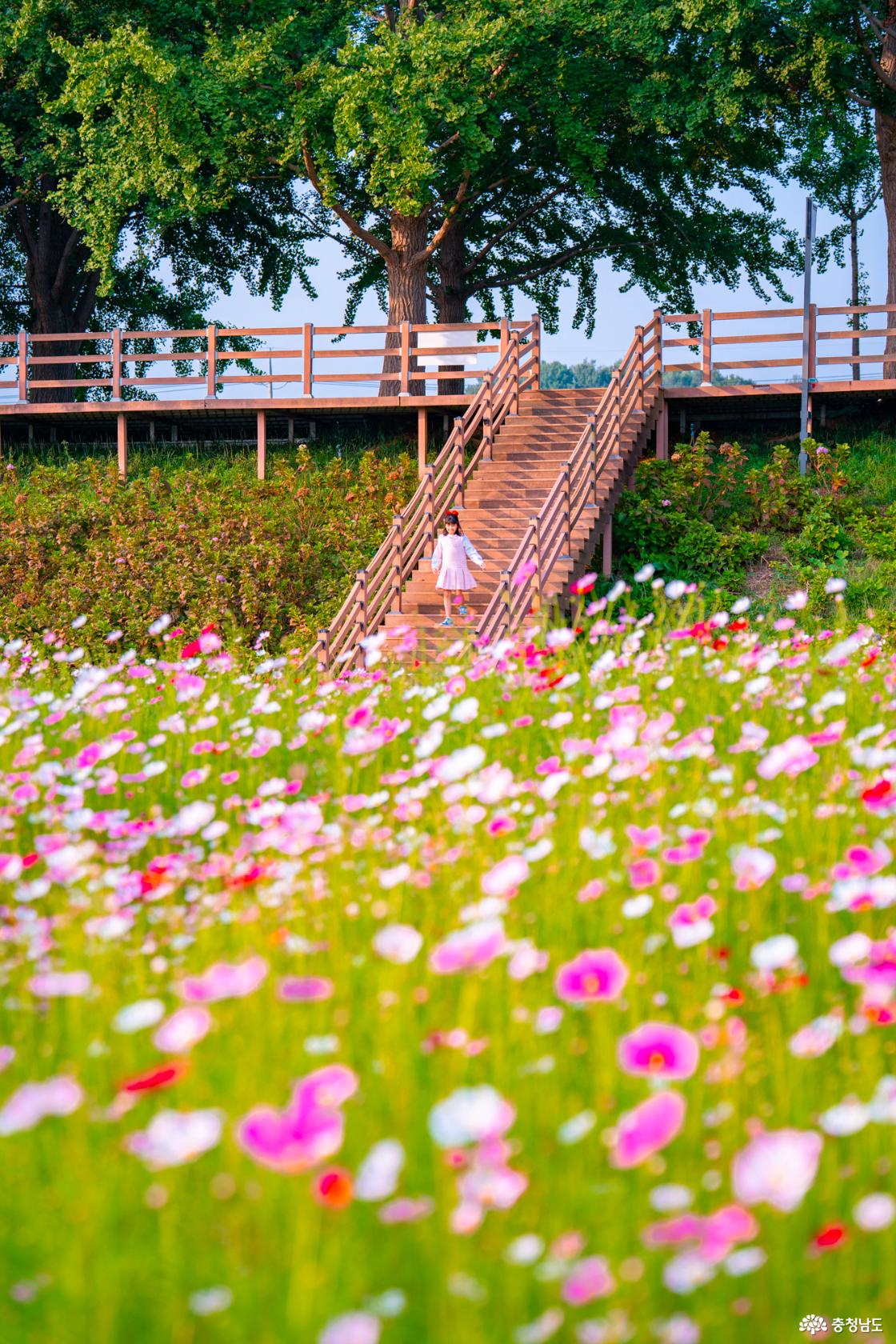 아산 곡교천 은행나무꽃밭