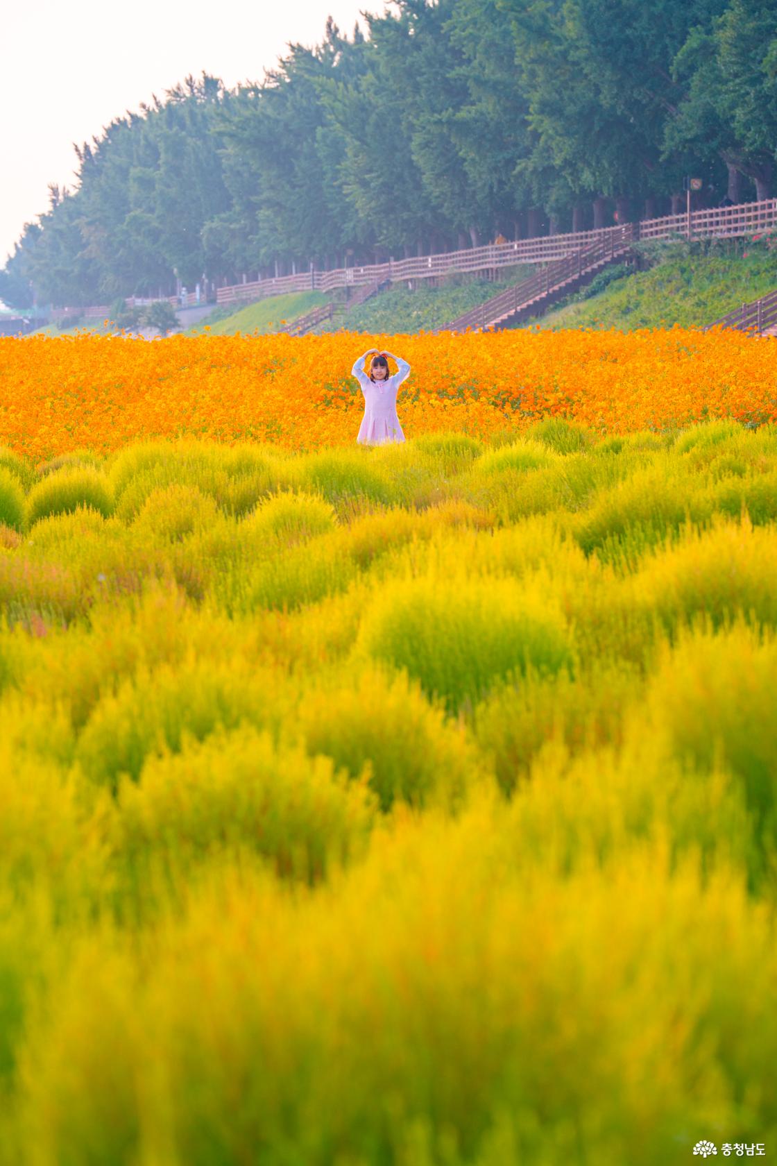 아산 곡교천 은행나무꽃밭