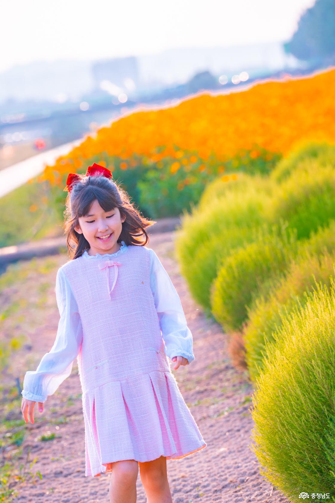 아산 곡교천 은행나무꽃밭
