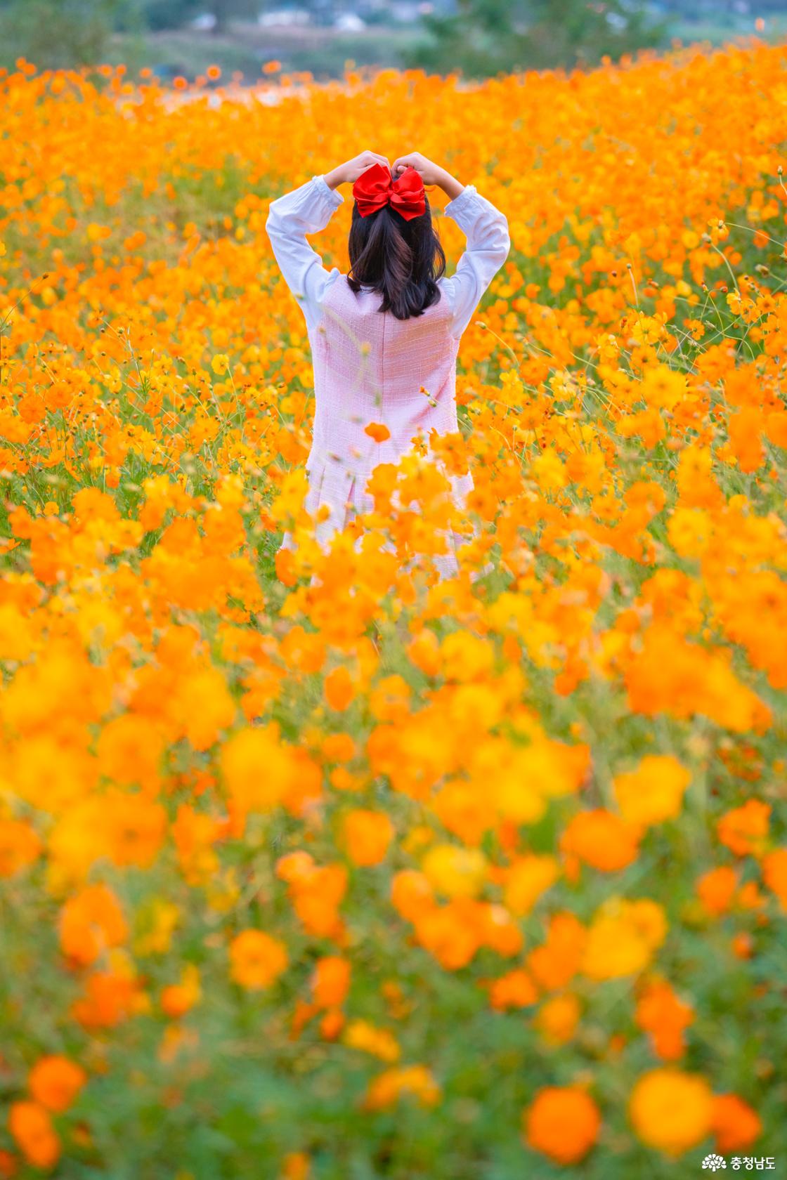 아산 곡교천 은행나무꽃밭