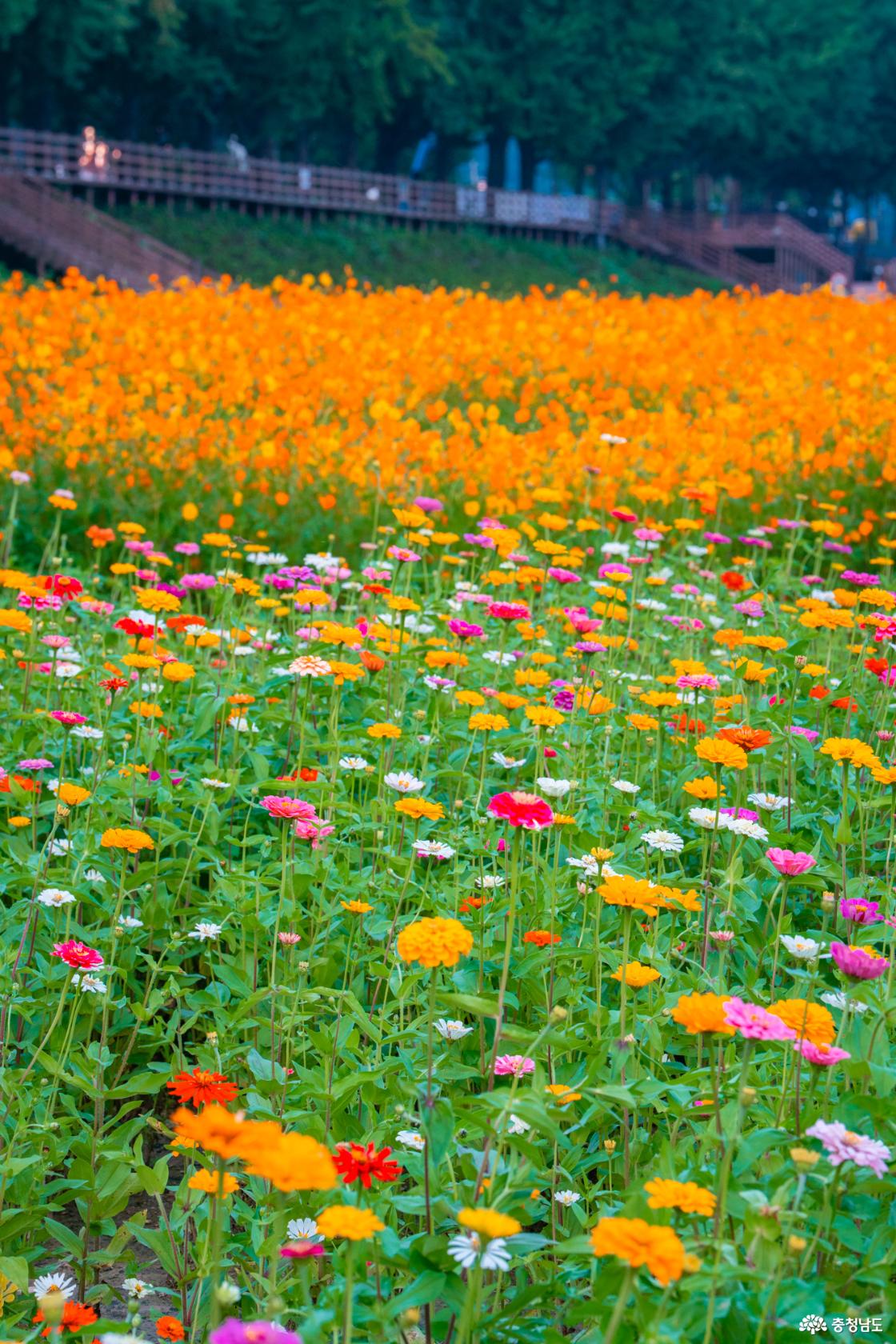 아산 곡교천 은행나무꽃밭