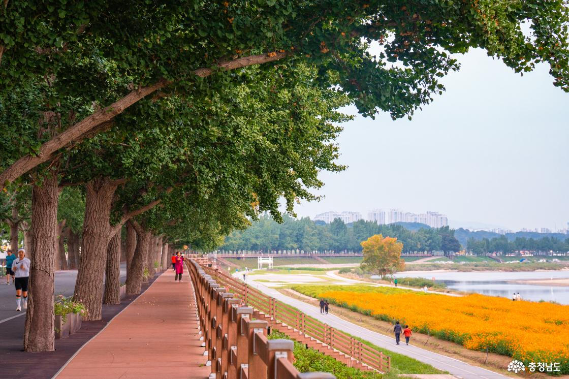 아산 곡교천 은행나무꽃밭