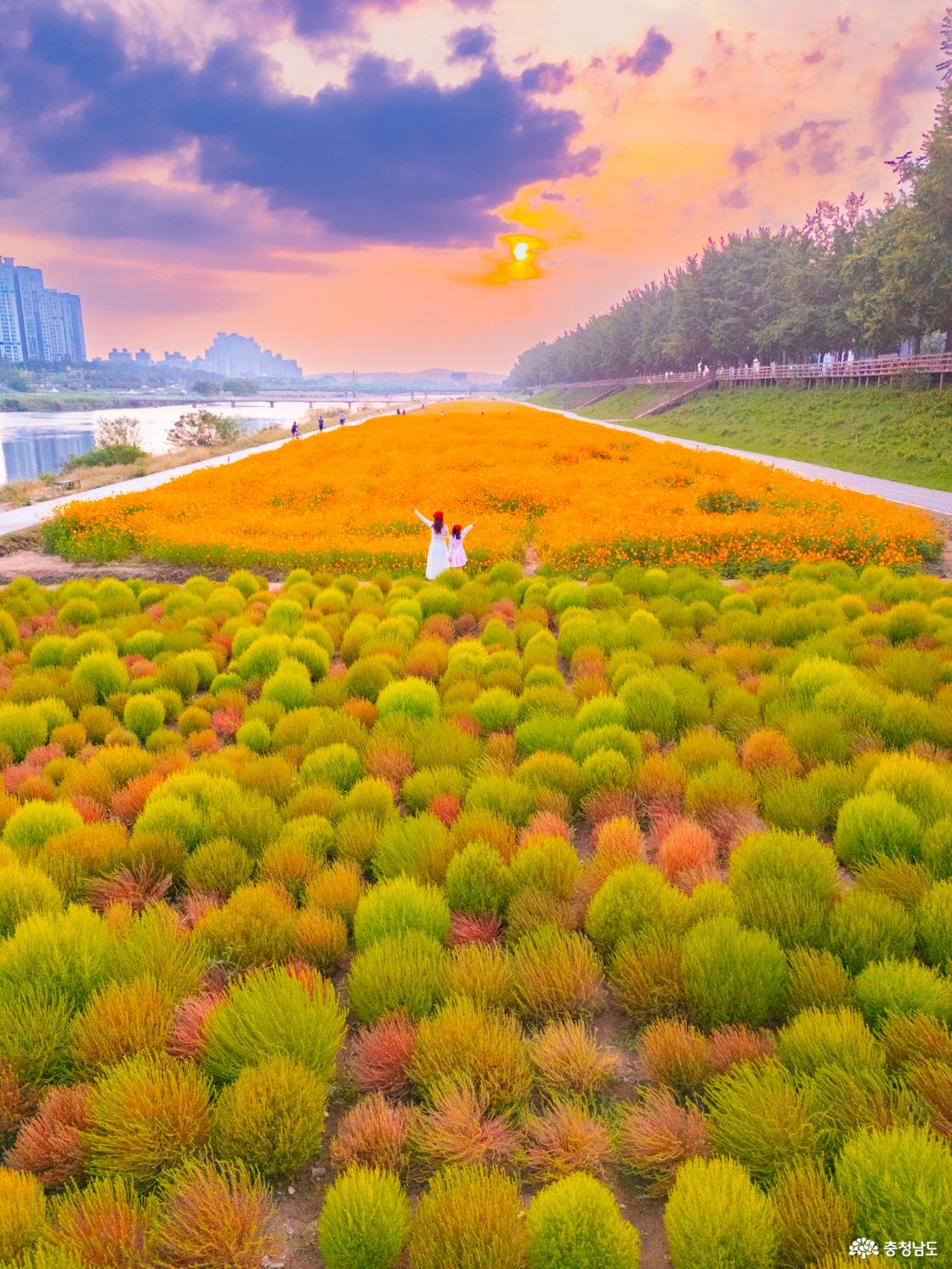 아산 곡교천 은행나무꽃밭