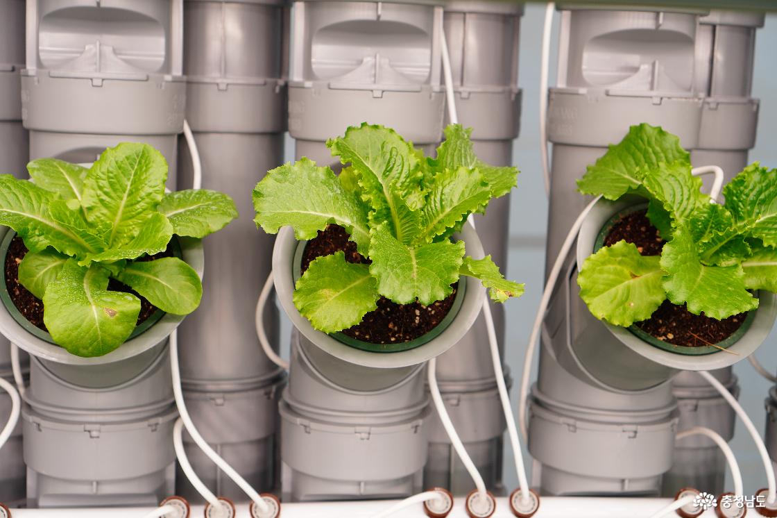 스마트팜 전문기업 ㈜퍼밋 부스 상추