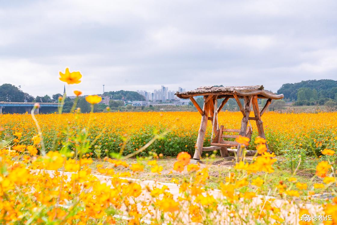 백제문화제 부여 기본정보