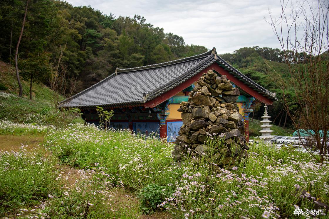 법당 뒤 돌탑 주변에 하얗게 핀 구절초의 모습