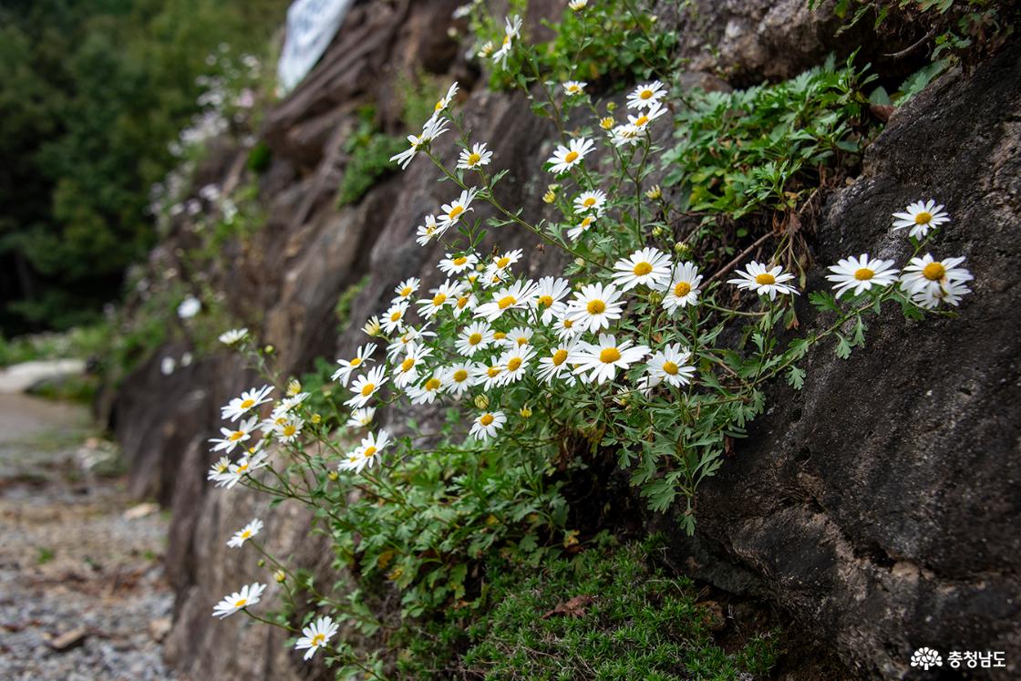바위틈에 피어난 구절초의 모습
