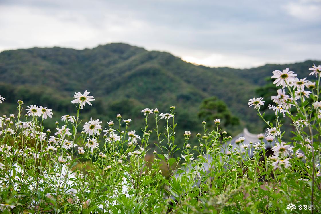 앞산을 배경으로 담아본 구절초의 모습