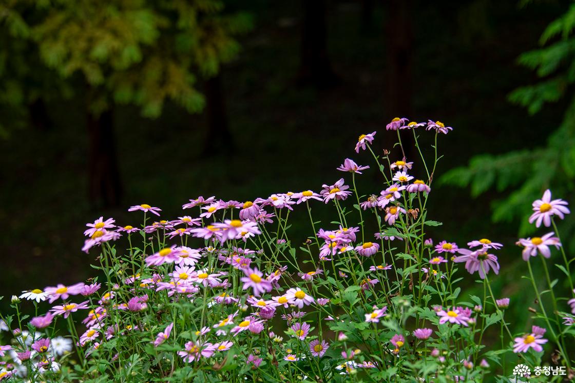 분홍빛을 띤 화려한 구절초