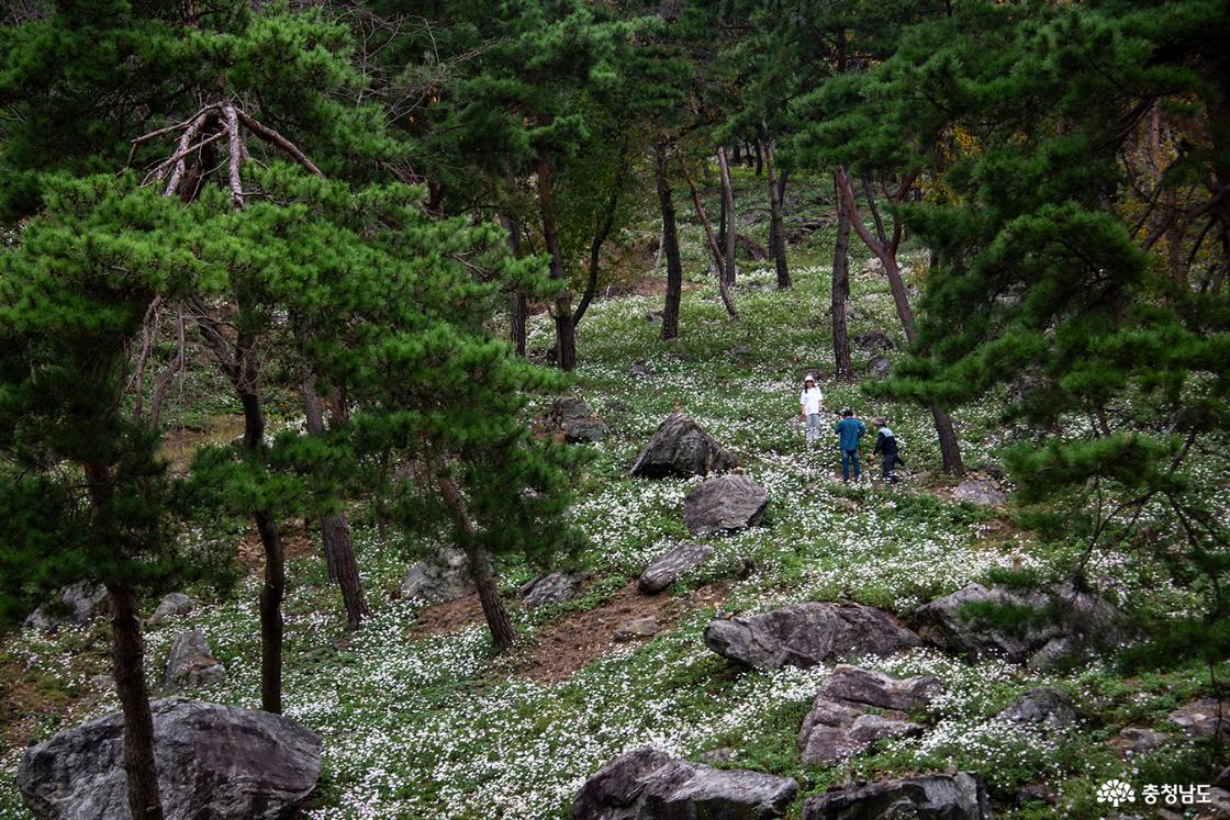소나무 숲 사이를 가득 메운 구절초