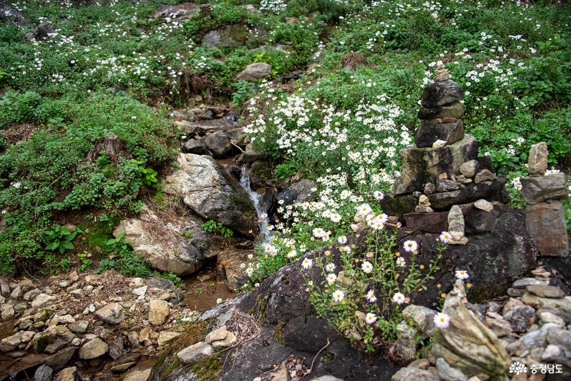 계곡과 어우러져 피는 구절초 군락