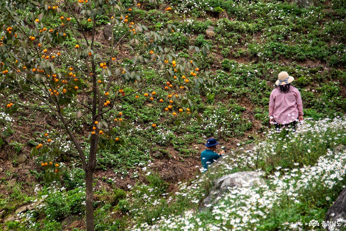 노랗게 익어가는 감과 어우러진 구절초