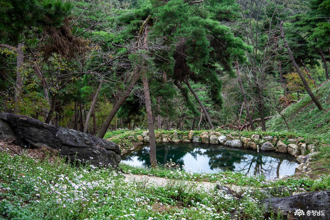 연못을 둘러싸고 피어 있는 구절초