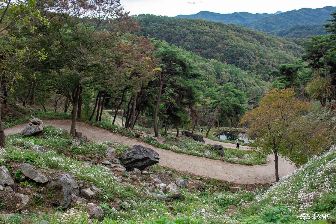 구불구불 올라가는 길가에 핀 구절초 군락
