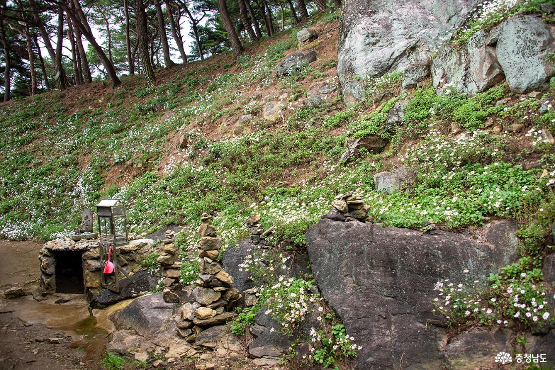 법당 뒤 약수터에도 하얗게 피어 있는 구절초