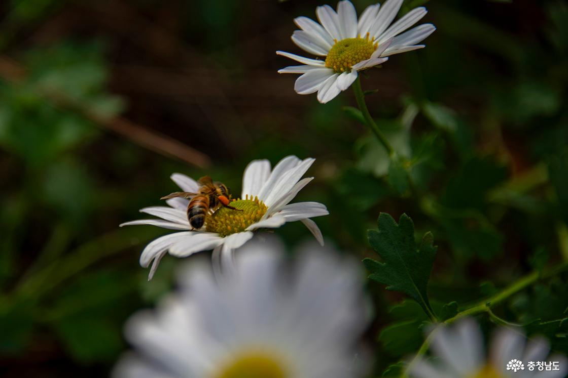 꿀벌이 내려앉은 구절초 꽃의 모습